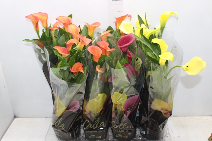 CALLA COLORIDA P14 PREMIUM