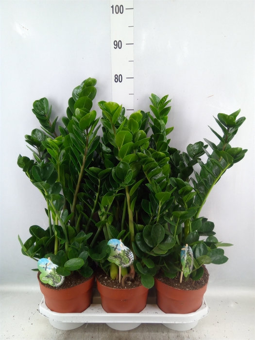 <h4>Zamioculcas zamiifolia 'Midori'</h4>