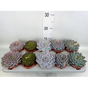 Echeveria   ...mix
