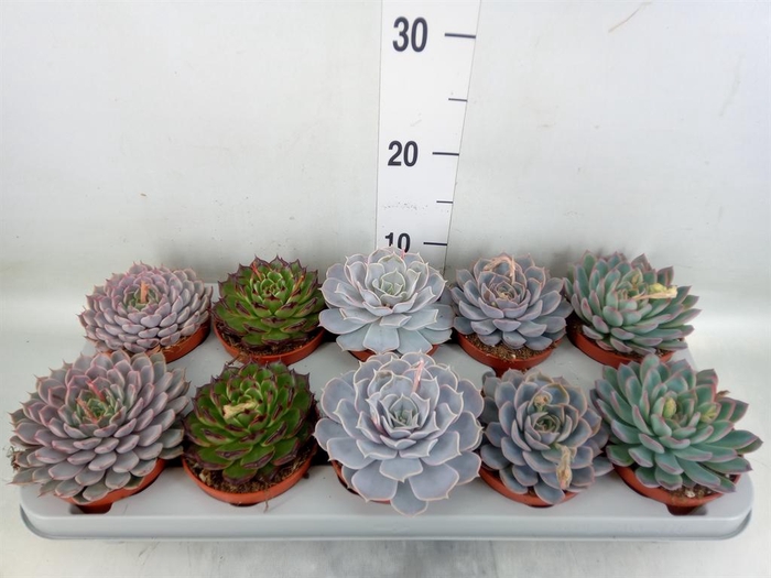 <h4>Echeveria   ...mix</h4>