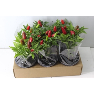 PIMENTA KARNEVAL RED P14 VERMELHO