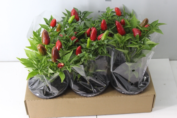 PIMENTA KARNEVAL RED P14 VERMELHO