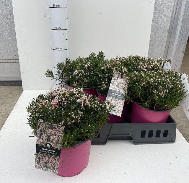 <h4>ANDROM PO COMPACTA</h4>