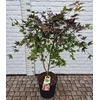 Acer Pa Atropurpureu