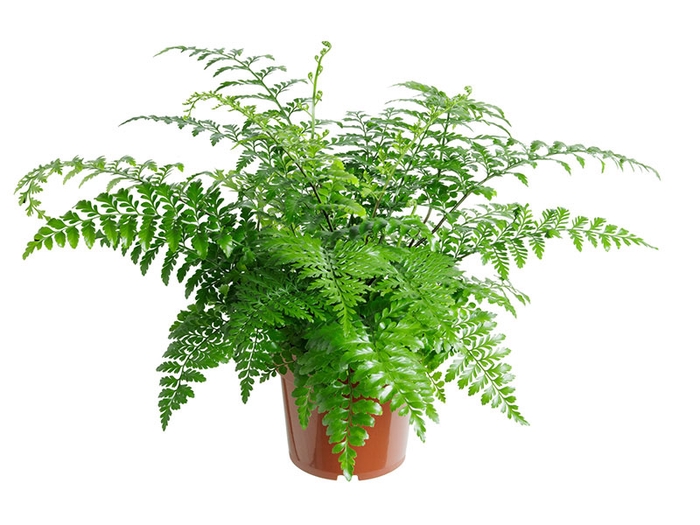 <h4>ASPLENIUM PARVATI P17</h4>