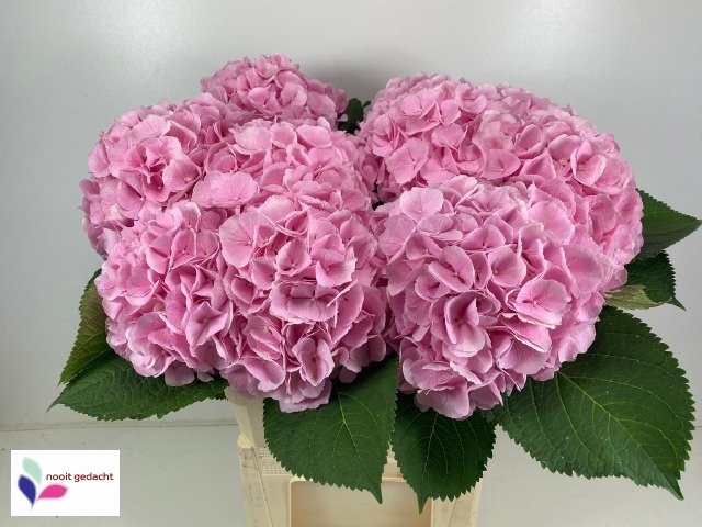 <h4>HYDR M CH VERENA</h4>