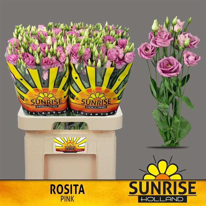 <h4>Eus G Rosita Rose Pink</h4>