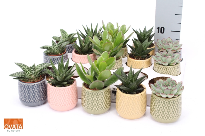 <h4>SUCC GEM 5 SRT</h4>