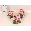 Poinsettia 6 cm Princettia Light Pink 2/4 koppen