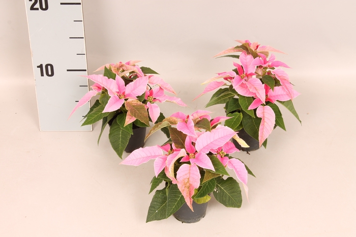 Poinsettia 6 cm Princettia Light Pink 2/4 koppen