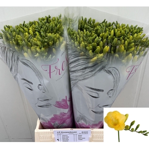 Freesia enk Gold River