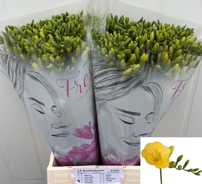 <h4>Freesia enk Gold River</h4>