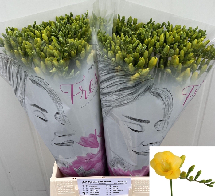<h4>Freesia enk Gold River</h4>
