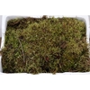 Moss Watermoss Plastic Tray