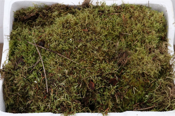 Moss Watermoss Plastic Tray