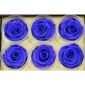 R Prs Lavender Glamorous