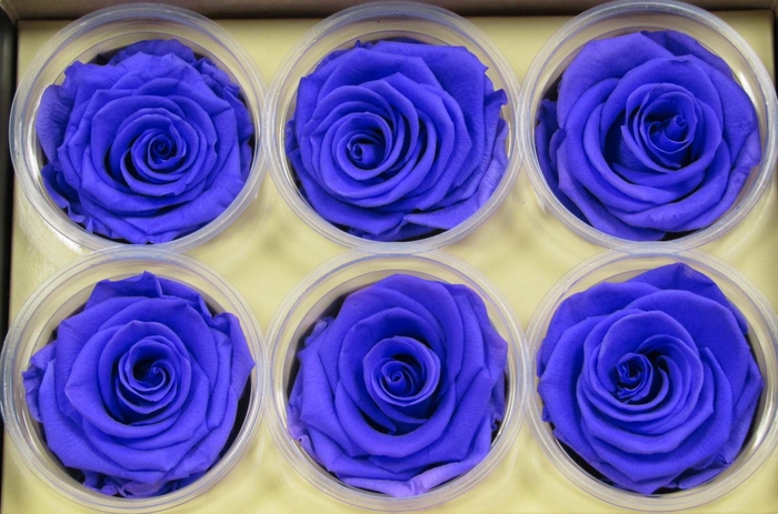 <h4>R Prs Lavender Glamorous</h4>