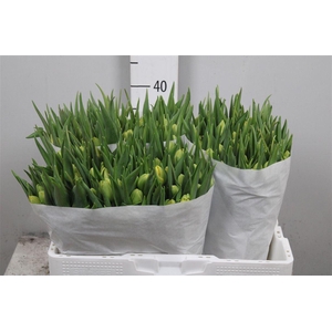 Tu Du Double Trouble