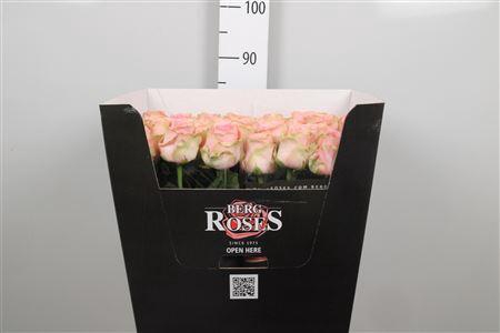 <h4>R Gr Sophia Loren</h4>