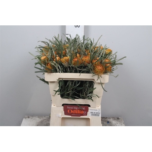 Banksia Formosa