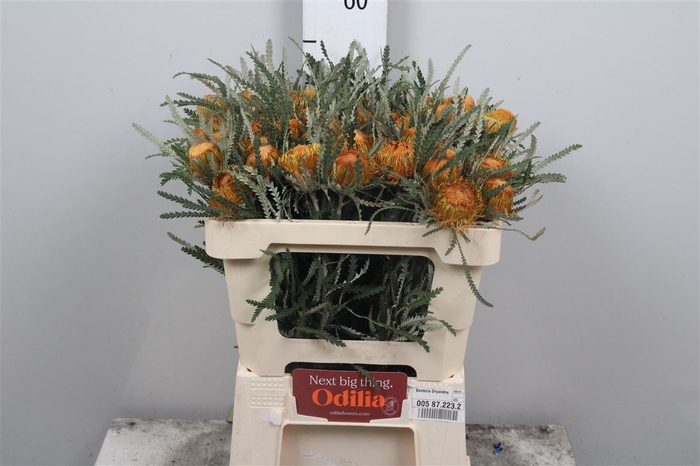 <h4>Banksia Formosa</h4>