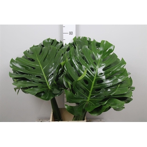 Monstera Blad 050cm
