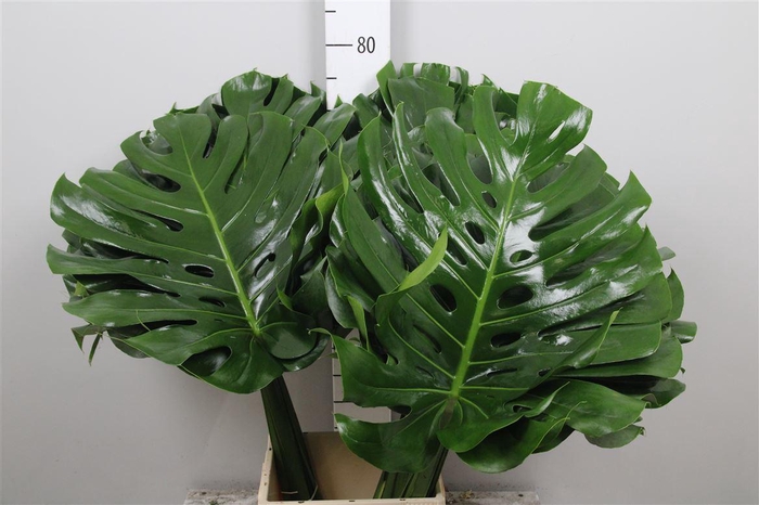 <h4>Monstera Blad 050cm Ø</h4>