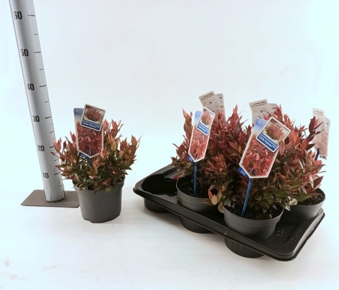 <h4>LEUCOT LITTLE FLAMES</h4>