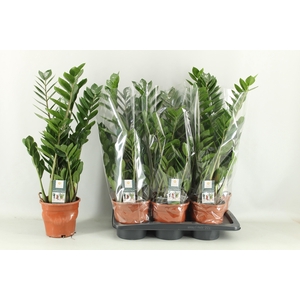 ZAMIO ZAMIIFOLIA