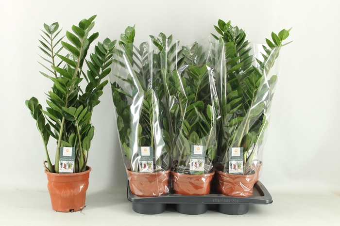 <h4>ZAMIO ZAMIIFOLIA</h4>