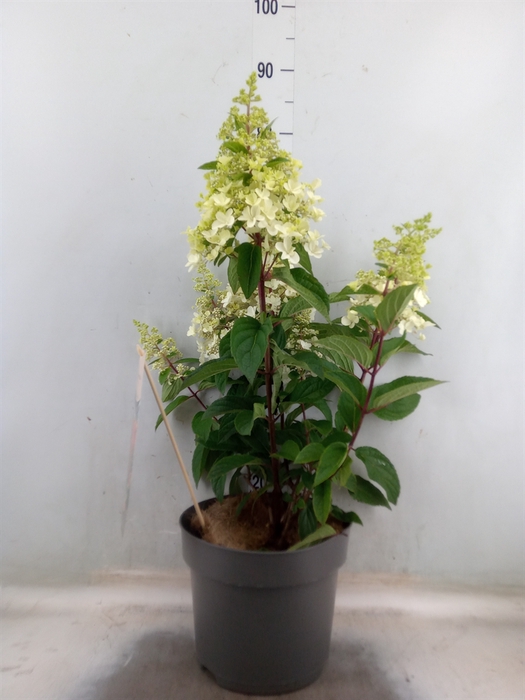 <h4>Hydrangea pan.</h4>