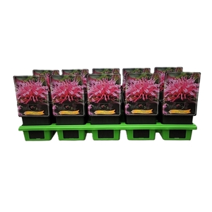 Monarda didya 'Balmy Pink' P11