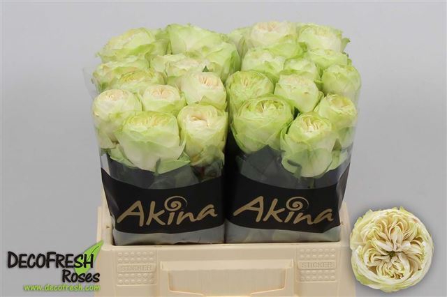 R GR WHITE KAHALA-BB