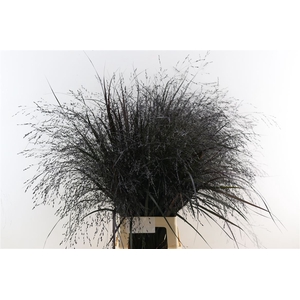 Siergras Panicum Kbh Black P Stem