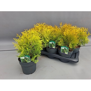 THUJA O GOLDEN GLOBE