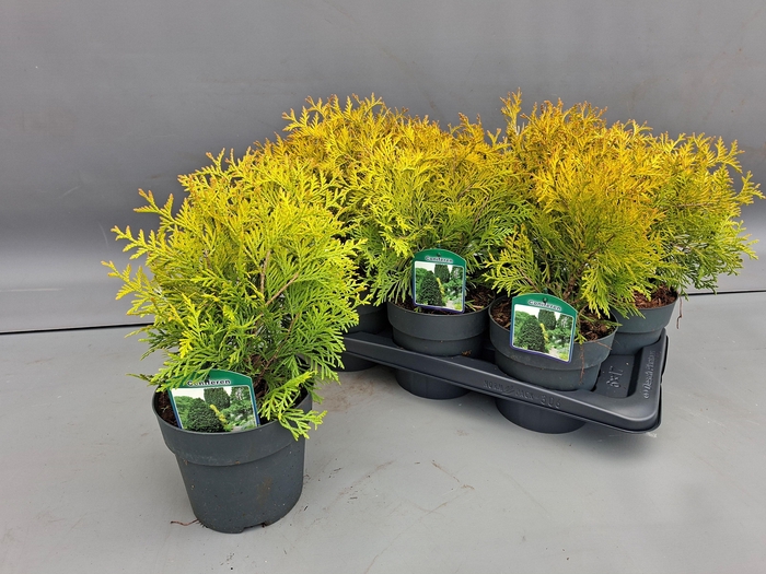 <h4>THUJA O GOLDEN GLOBE</h4>