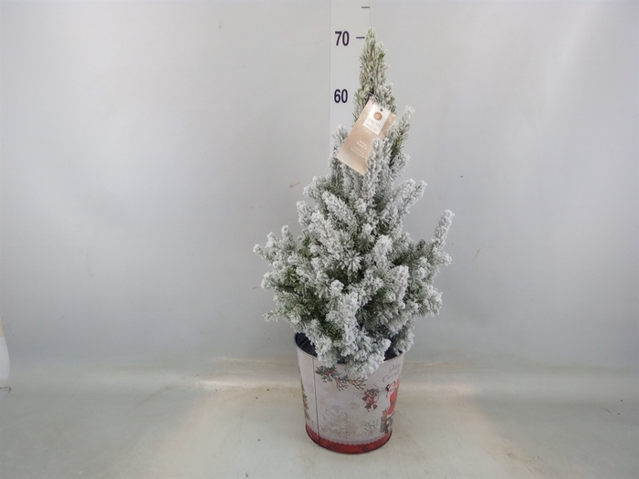 <h4>Picea glauca 'December'</h4>