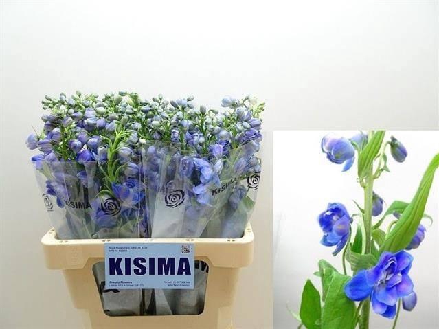 <h4>Delph Du Guard Blue</h4>