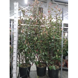 Photinia fraseri
