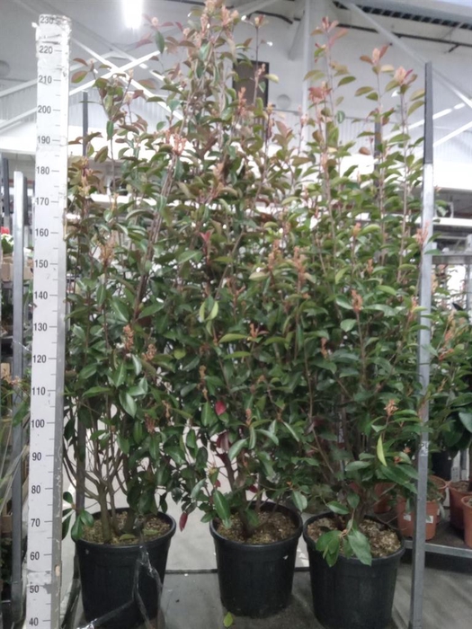 <h4>Photinia fraseri</h4>