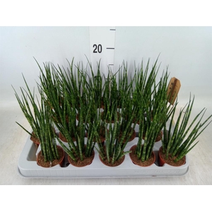 Sansevieria  'Fernwood'