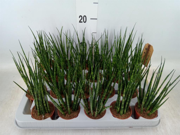 <h4>Sansevieria  'Fernwood'</h4>