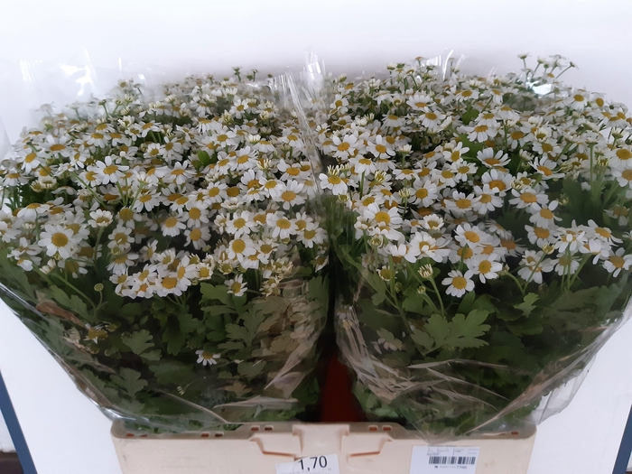 <h4>TANA PA CAMERON</h4>