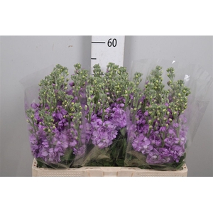 Matth Figaro Lavende