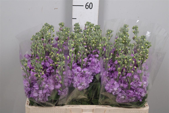 <h4>Matth Figaro Lavende</h4>