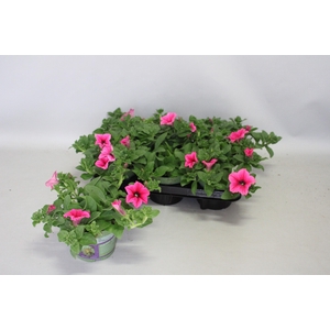 Petunia surfinia Hot Pink