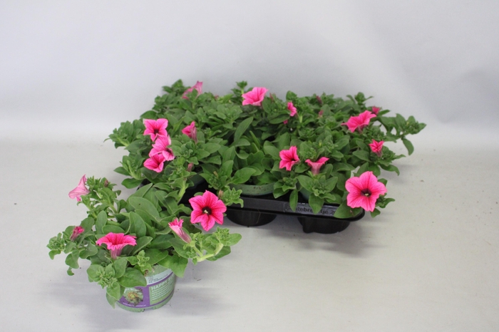 <h4>Petunia surfinia Hot Pink</h4>