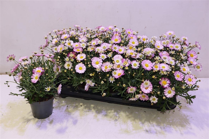 <h4>arr8 Arg La Rita Pico Pink</h4>