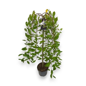Salix caprea Kilmarnock