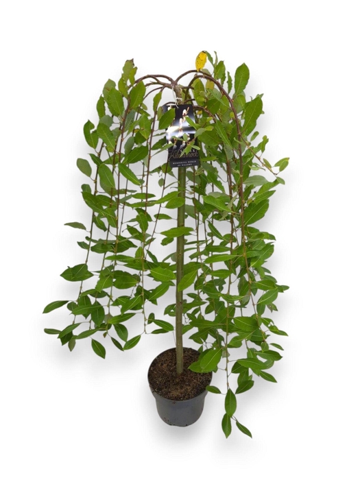 <h4>Salix caprea Kilmarnock</h4>